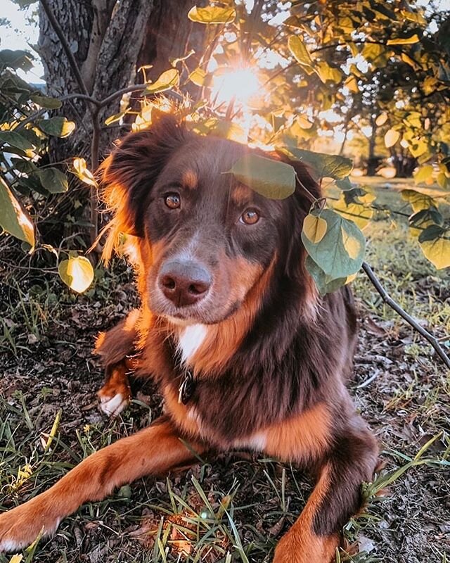 Such a little looker! @lifewithladogs 
If you have photos of your pet in their new Luni &amp; Roo gear, send it our way!