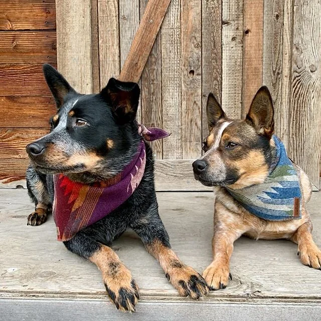 FREE BANDANNA GIVEAWAY!! All you have to do is like this post &amp; tag five or more friends! Winner will be selected randomly next Sunday, April 26th! &bull;
&bull;
&bull;
&bull;
#dog #bandanna #smallbusiness #parkcity #saltlakecity #utah #parkcityp