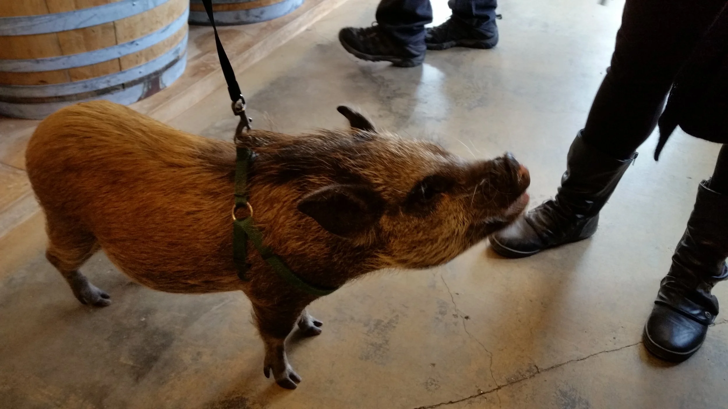 pig.jpg