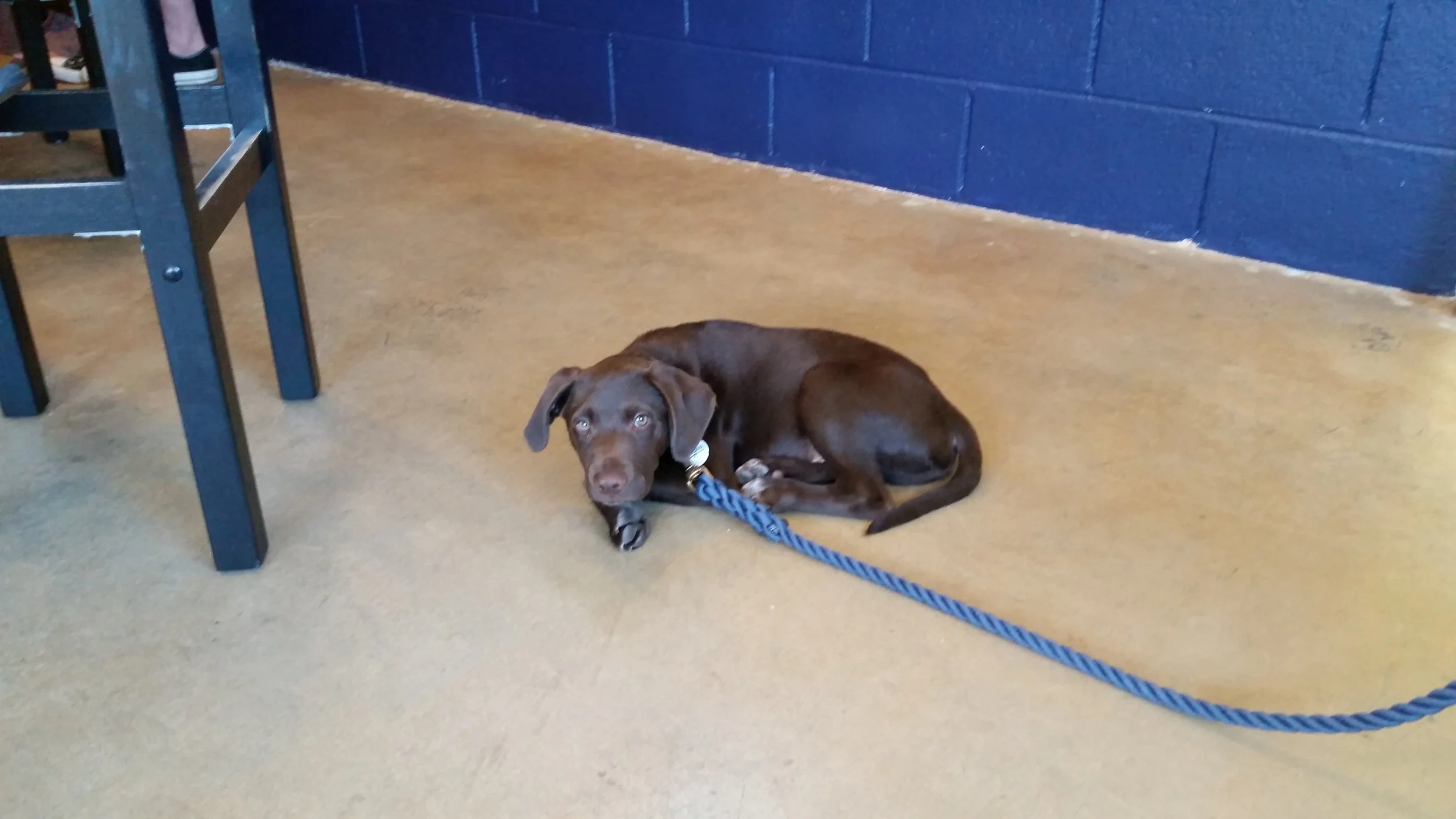 Chocolate Lab Puppy.jpg