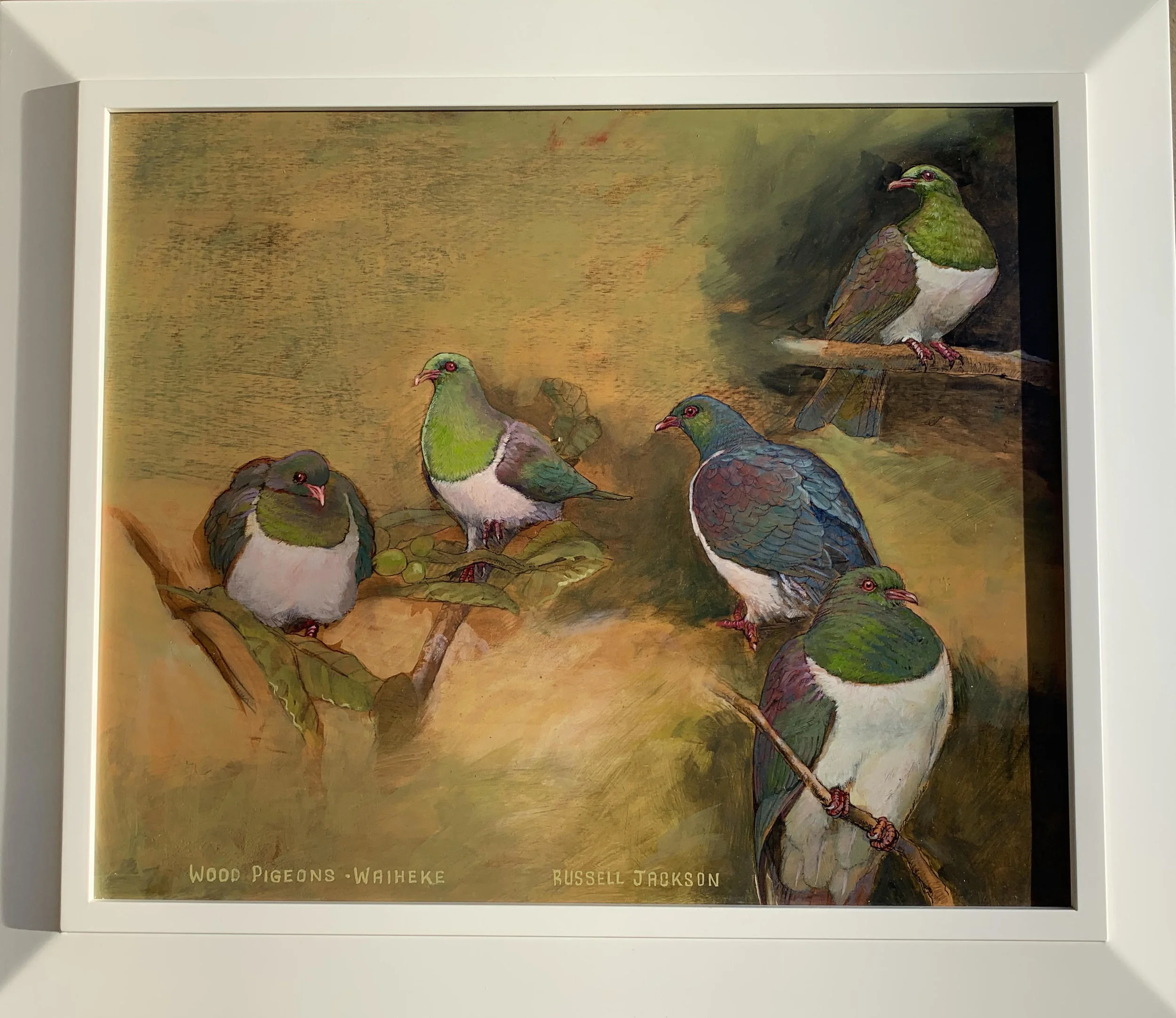 Wood Pigeons Waiheke