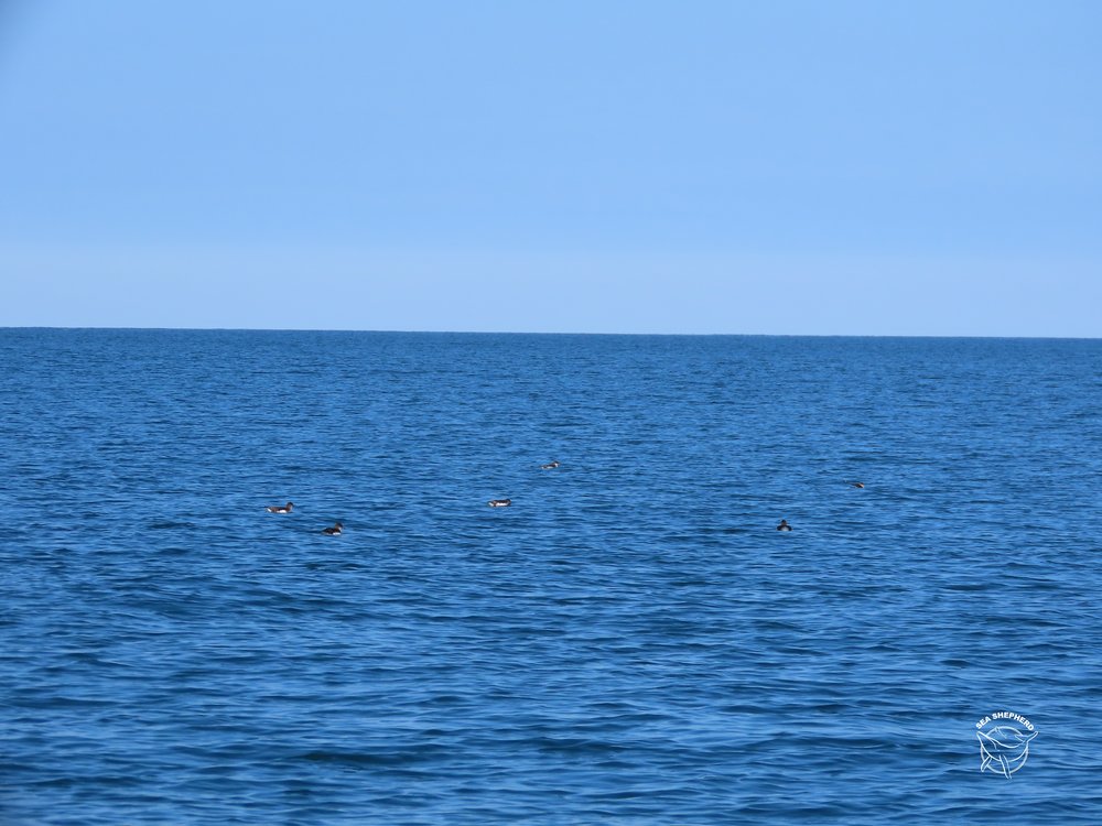  Some Fluttering Shearwaters enjoying quality time without Maui 