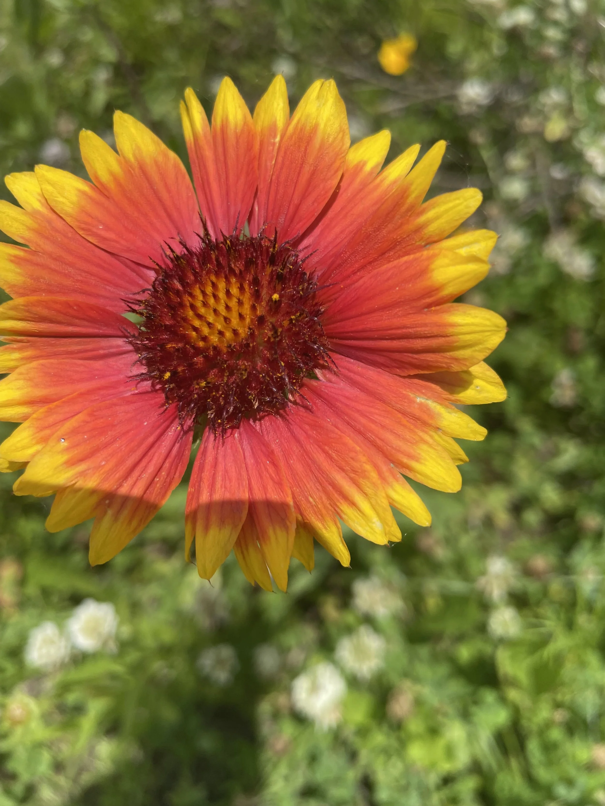 Prairie Walk 