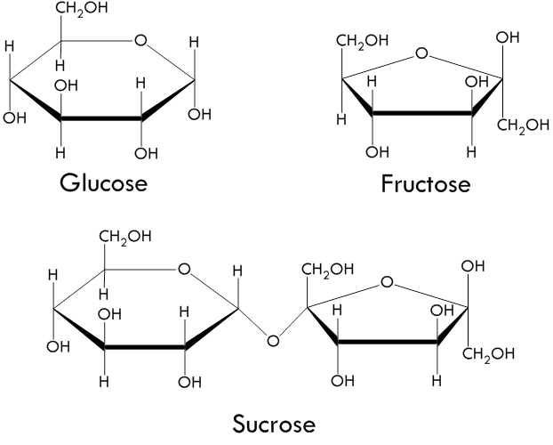 Glucose,+Fructose+&+Sucrose.jpeg