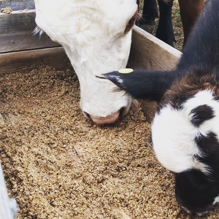 Brutus the baby bull trying spent grain the first time with mum ❤️
&bull;
&bull;
&bull;
&bull;
&bull;
&bull;
Reducing spent grain waste one calf at a time. Reducing methane from cattle with spent grain 🙌
#drinkbeersavetheplanet 
#reducemethane 
#alb