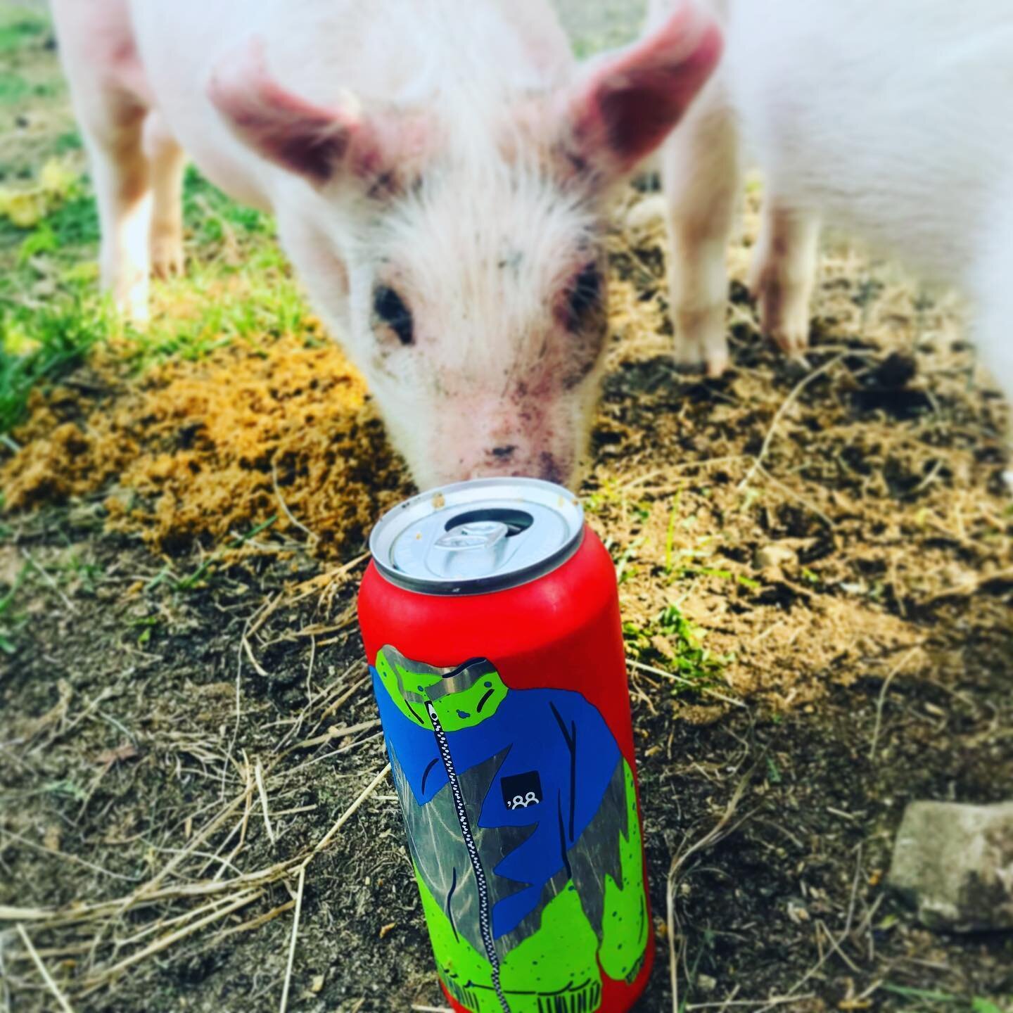 An important question for @eightyeightbrewco ................is their spent grain as great as their beer 🍺⁉️ The pigs 🐖 tested, and well... YUP 💯
Peaches and Lil&rsquo;Hammy approve ✅✅✅
&bull;
&bull;
&bull;
&bull;
&bull;
&bull;
Thanks to @eightyei