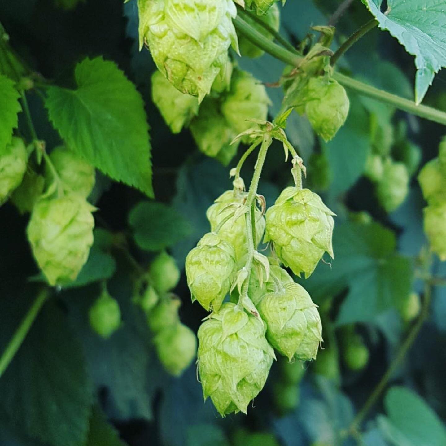 Our team happened to find some Hops growing at our new acreage last week, what are the chances?! If anyone is interested please message our team and we can make some available for fresh or wet hop beers 🍻 this September 😃
&bull;
&bull;
&bull;
&bull