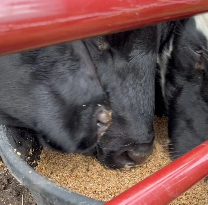 Your brewery is making a big difference! @estbrew

Contributing 345,072 lbs to the aGRO movement toward carbon neutral beef production and heathy food for people and planet 🌎
&bull;&bull;&bull;
Canada&rsquo;s food system is in need of repair. 46 per