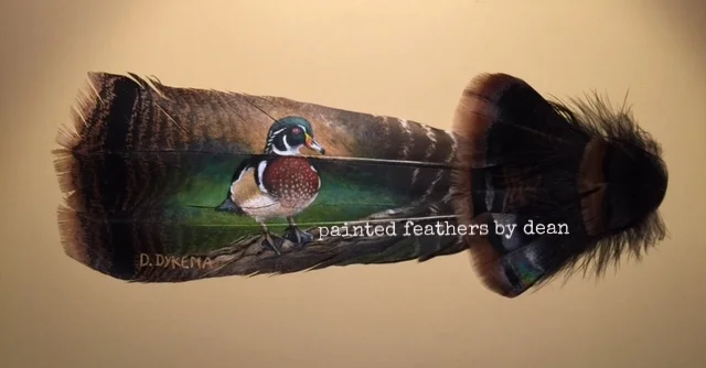  This is an acrylic painting of a wood duck, painted on two wild Eastern Turkey tail feathers. The base of the shafts are adorned with body and covert feathers. The feathers are matted and framed in a shadow box.  $180.00 