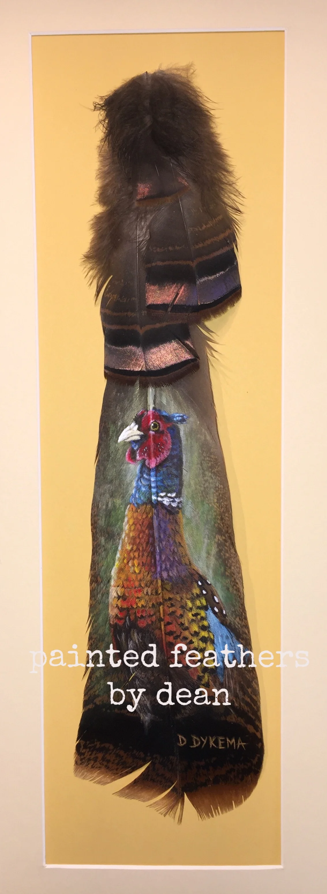  This is a close up portrait of a rooster Ring Neck Pheasant, painted on one wild Eastern Turkey tail feather. The shaft of the feather is adorned with body and covert feathers. The feathers are matted and framed in a shadow box.  $160.00 