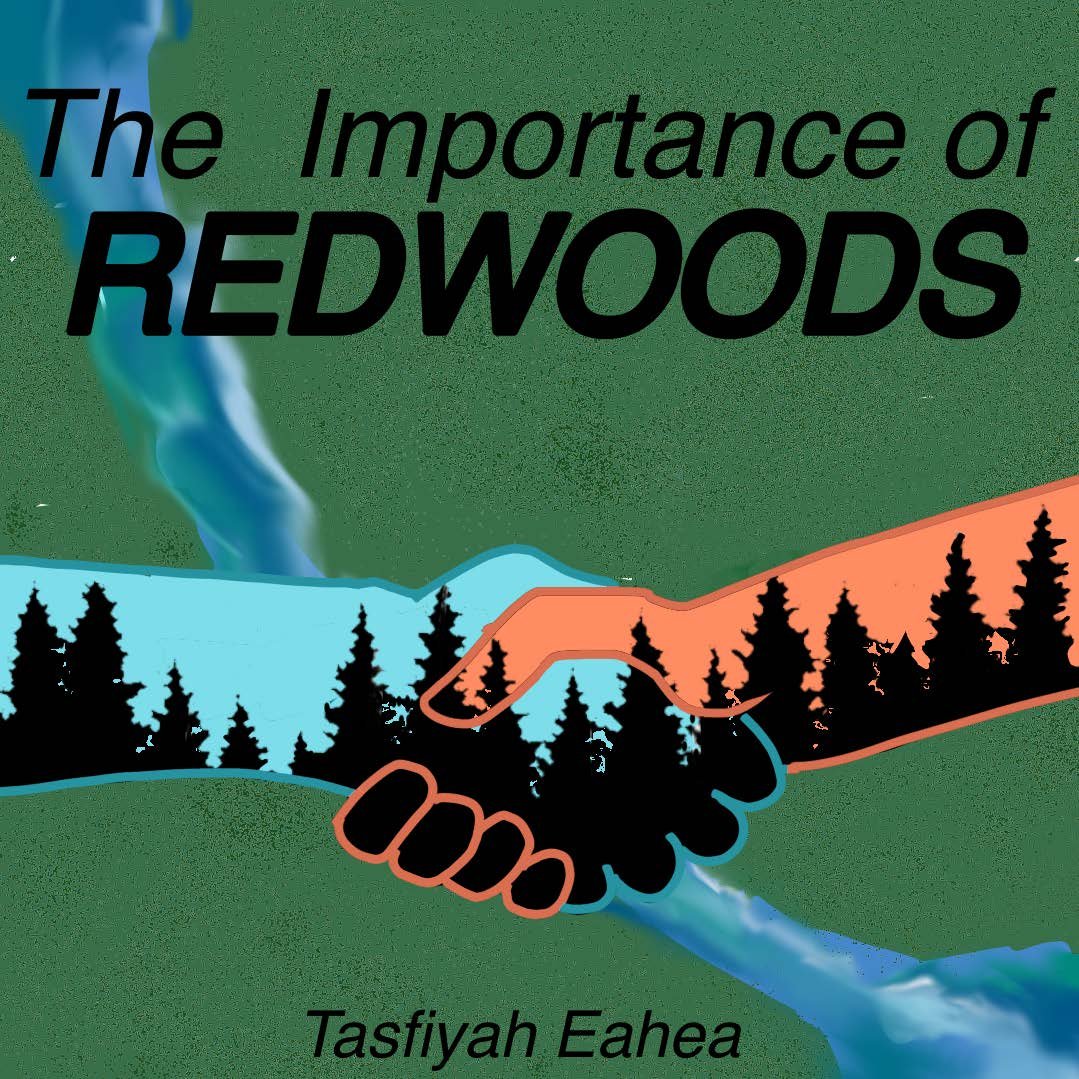 TPC 2023 - Week 6 Task - Tasfiyah Eahea - Final - The Importance of Redwoods - Page1.jpg