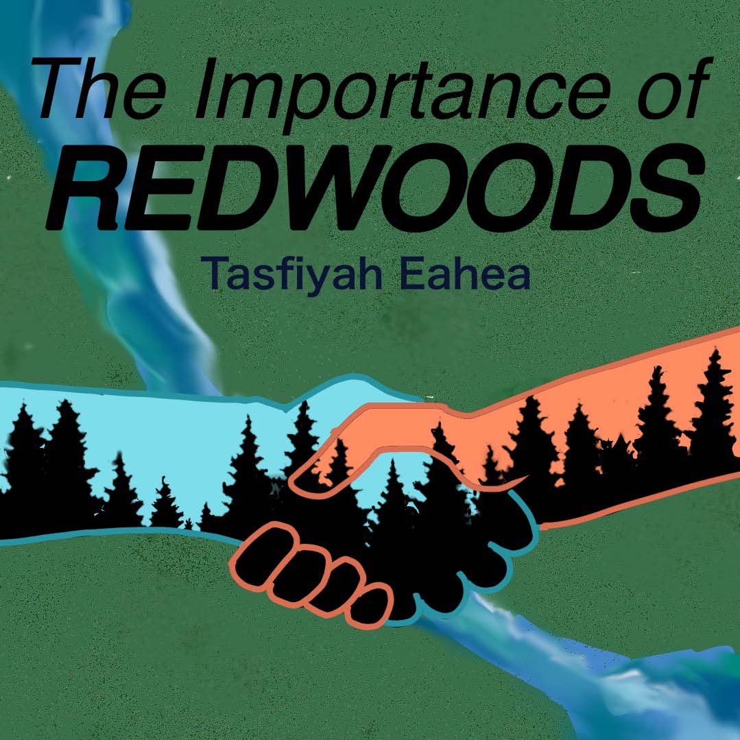 TPC 2023 - Week 6 Task - Tasfiyah Eahea - Final - The Importance of Redwoods - Page1 - V2.jpg