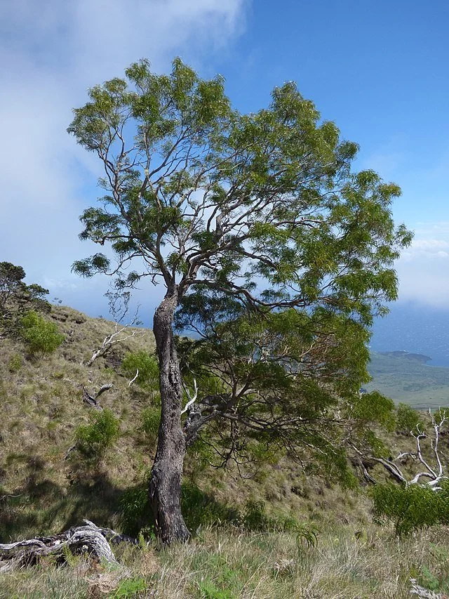 Koe Tree How To Grow A Koa Tree