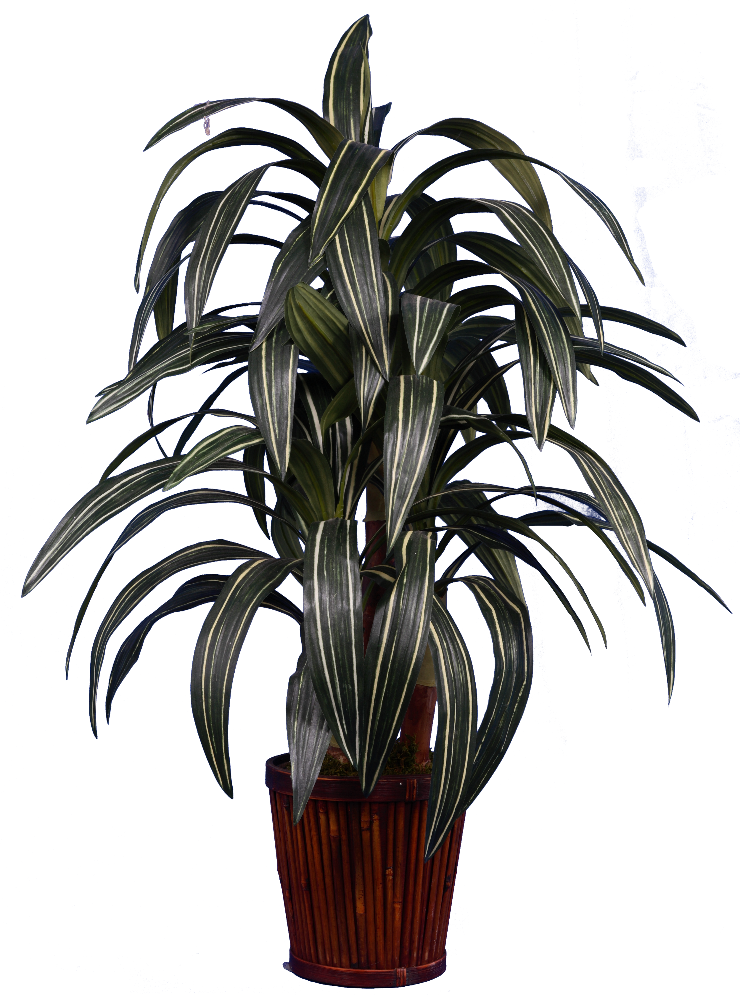 PL561 Dracaena Warnaki
