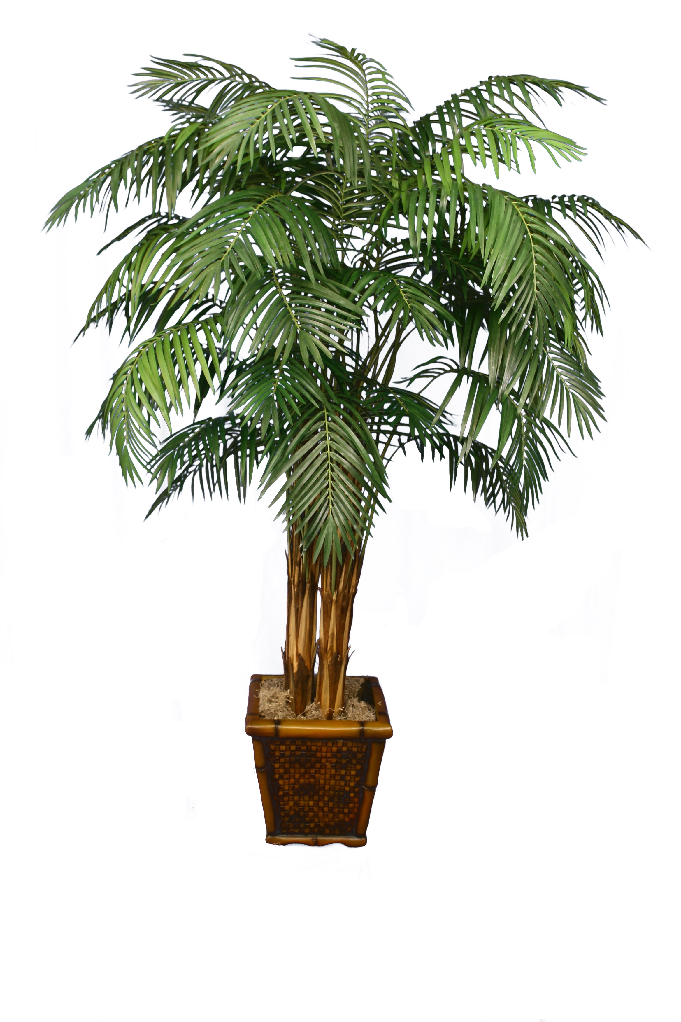 PL180 Areca Palm