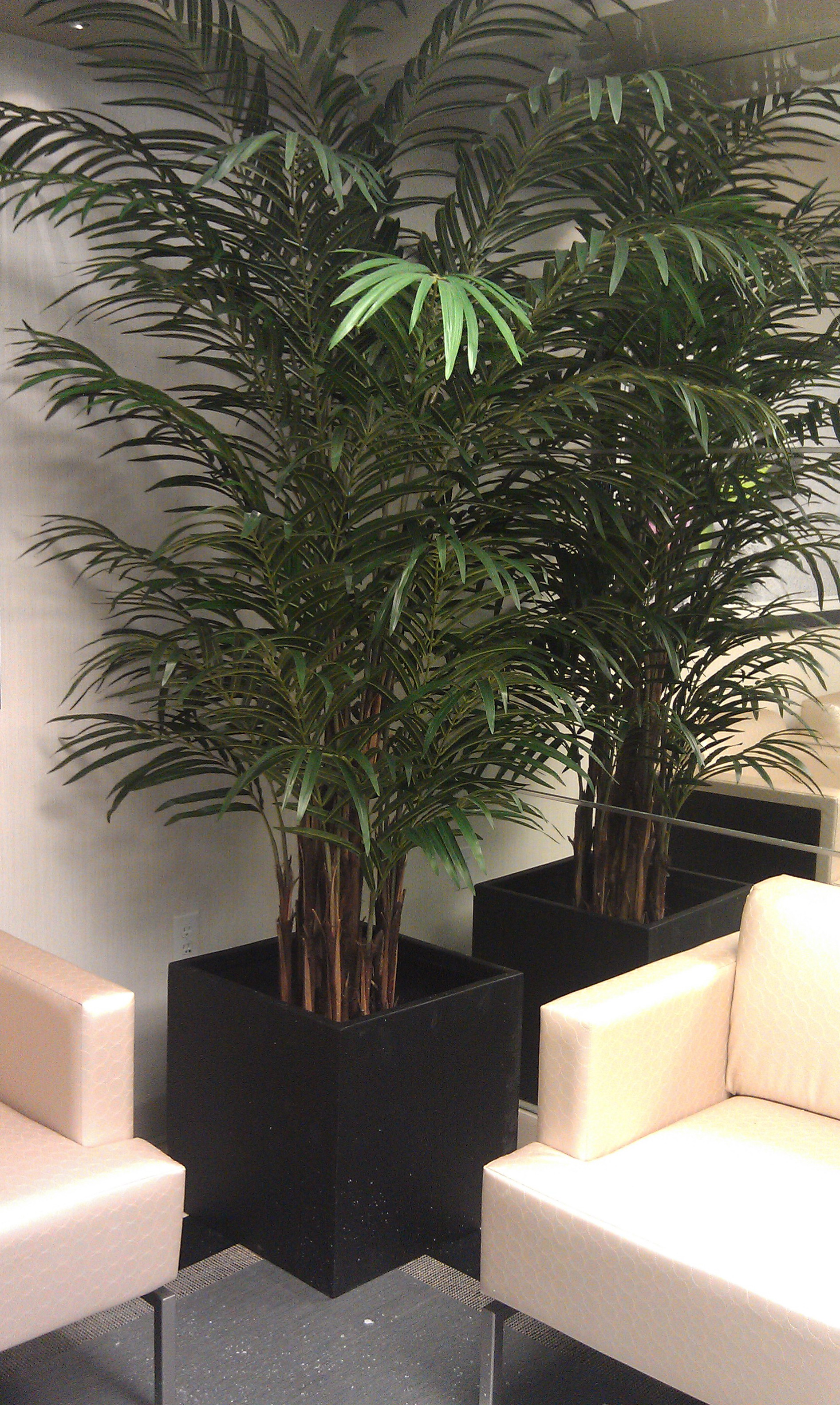 PL420 Areca Palm