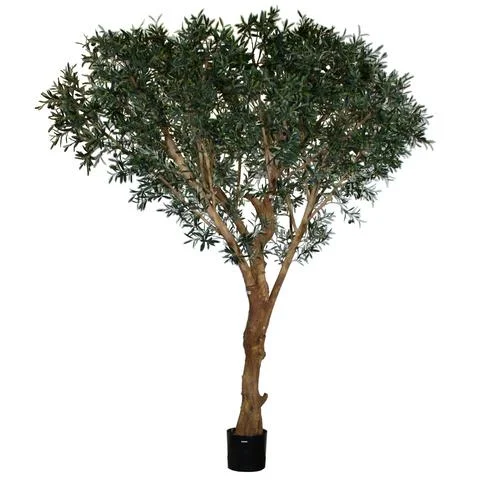 TSP 4144- Olive Tree