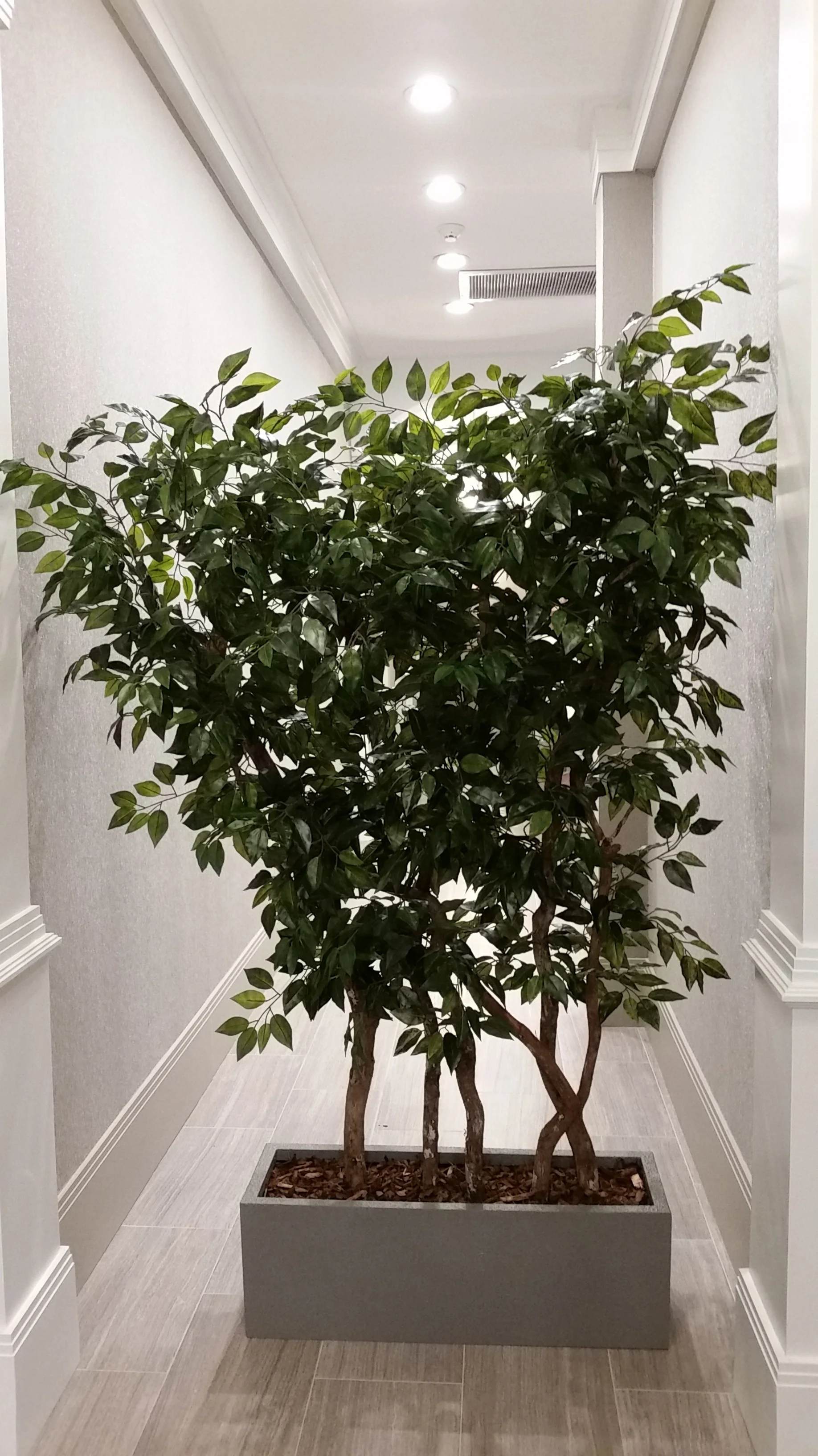 TCM 1544- Ficus