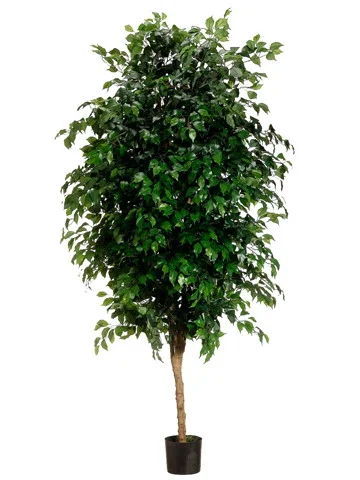 TSP 5451- Ficus