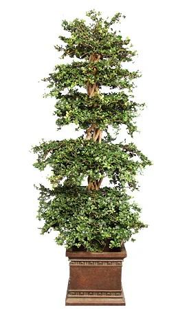 TPT 1421- Polynesian Ficus