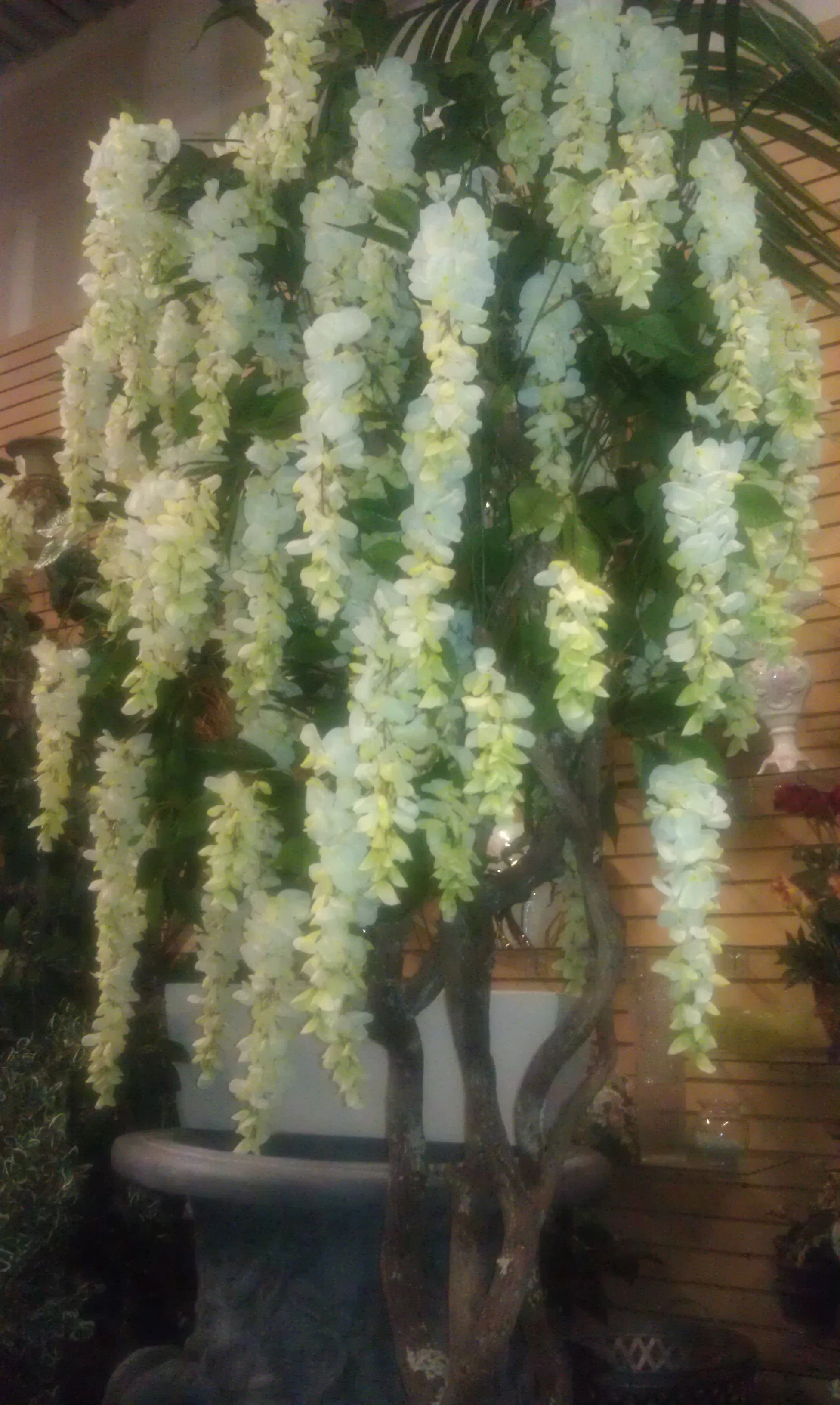 TRG 5656- Wisteria