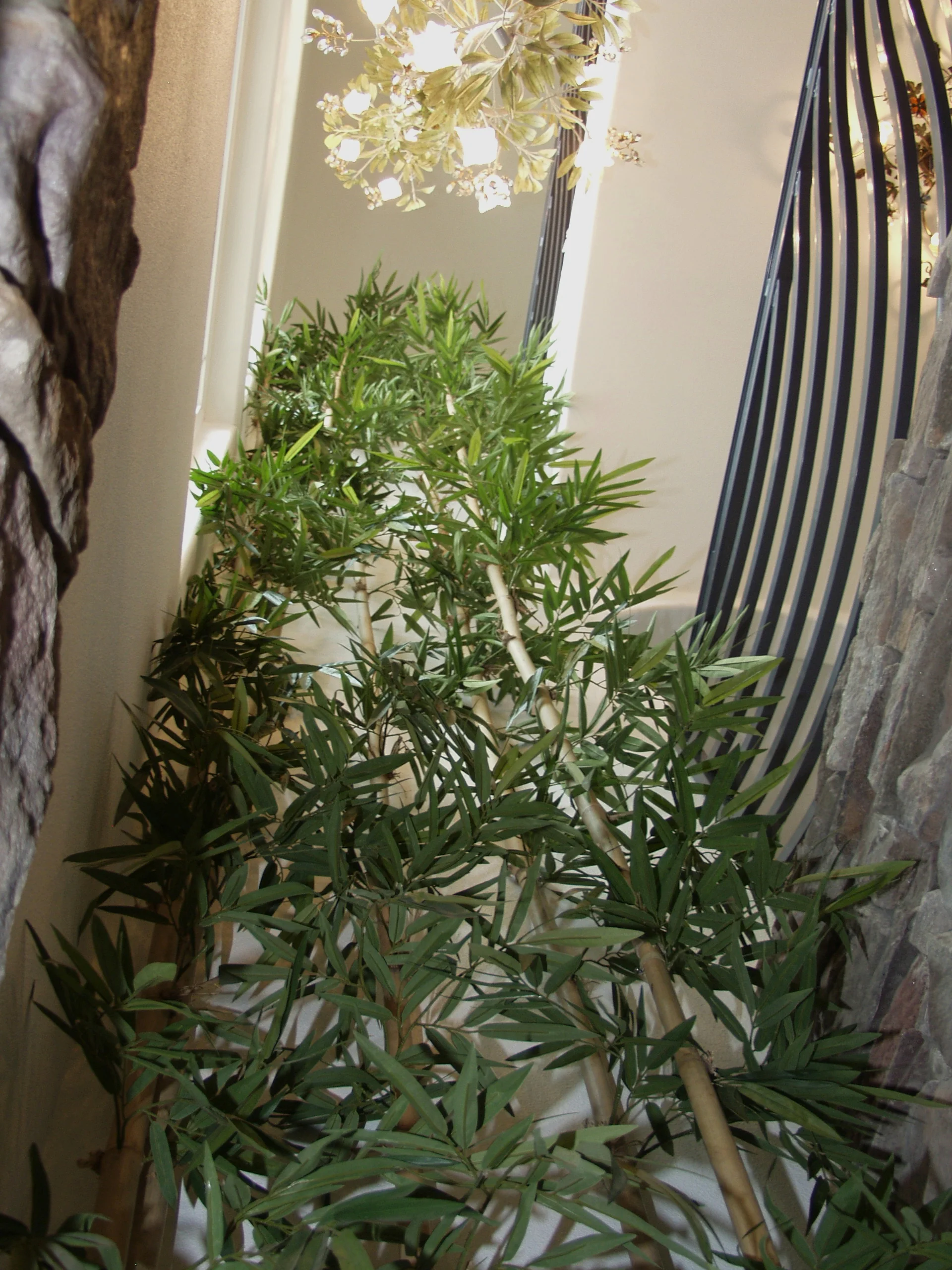 30' Bamboo in San Francisco home