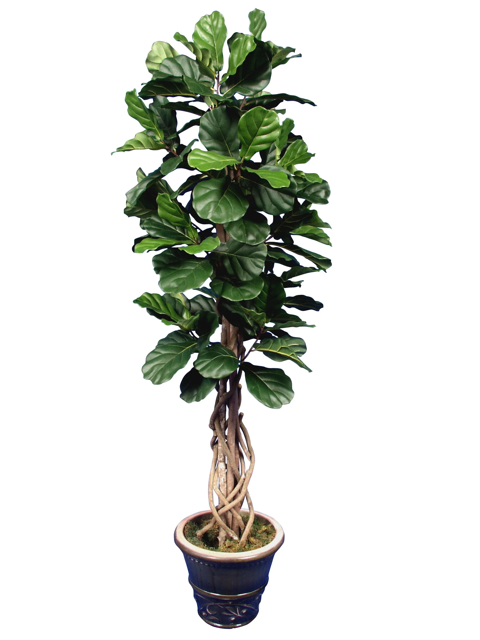 TSP 4141- Fiddle Leaf