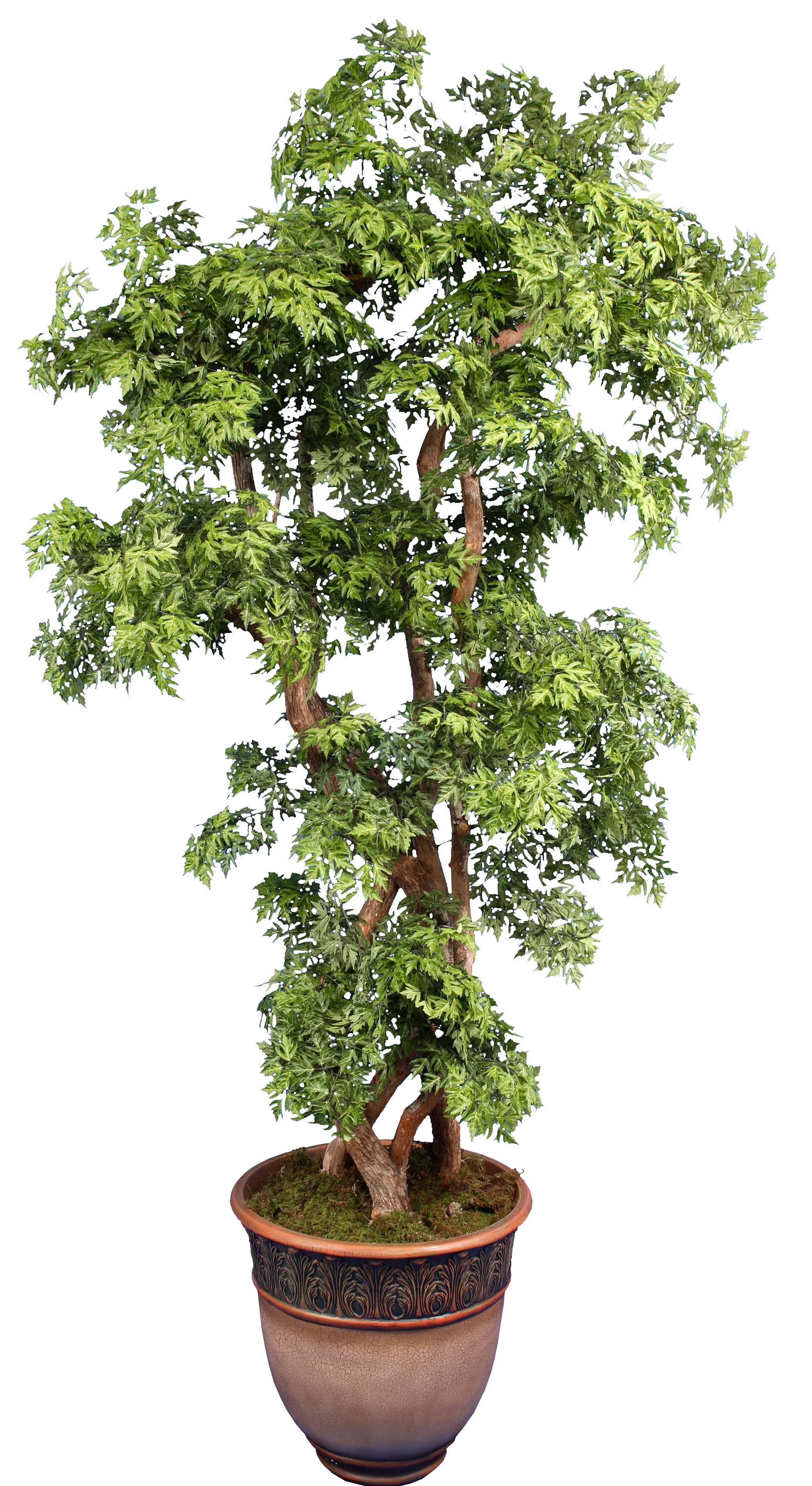 TSP 1444- Japanese Maple