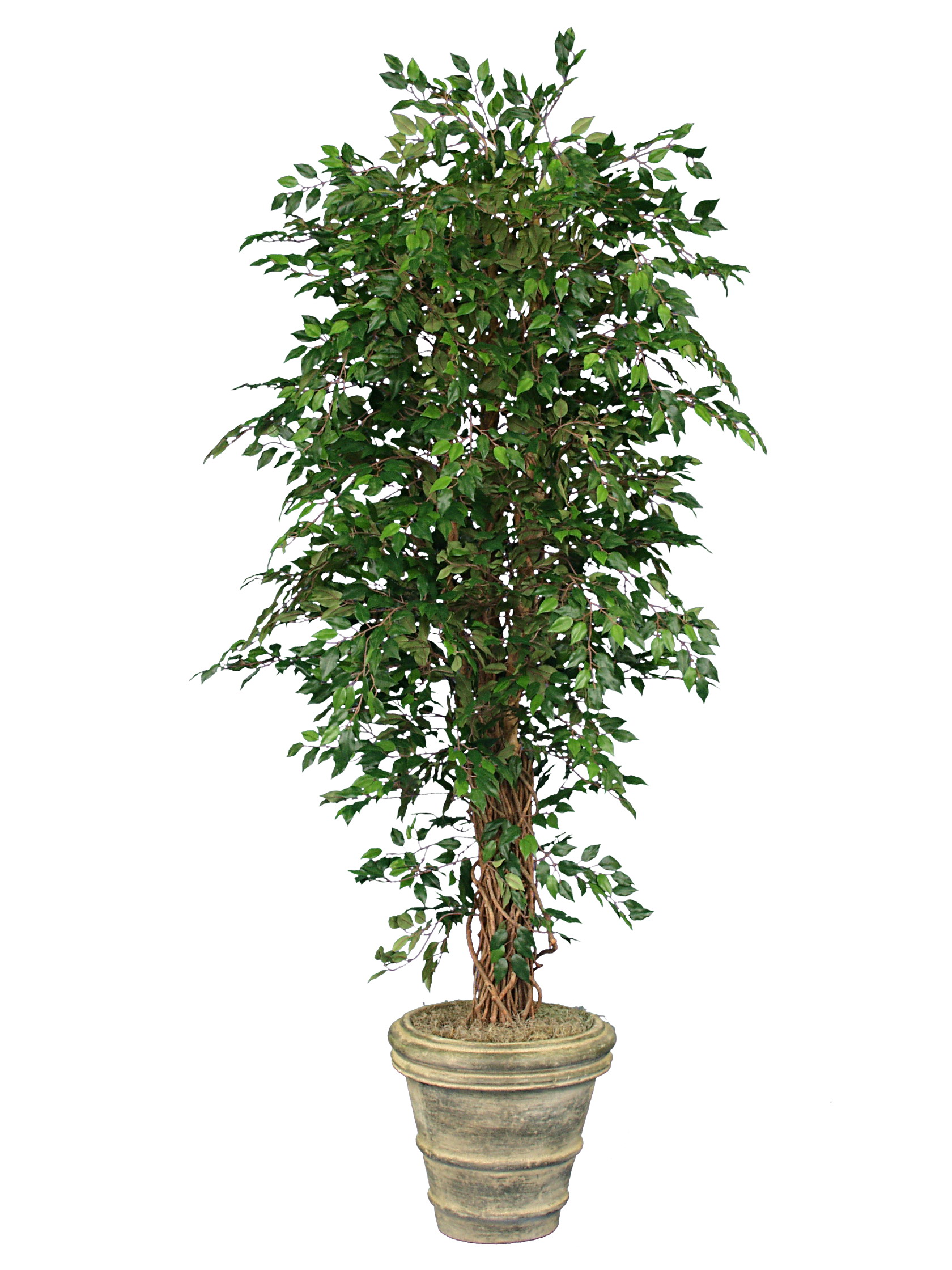 TSP 1114- Roma Ficus