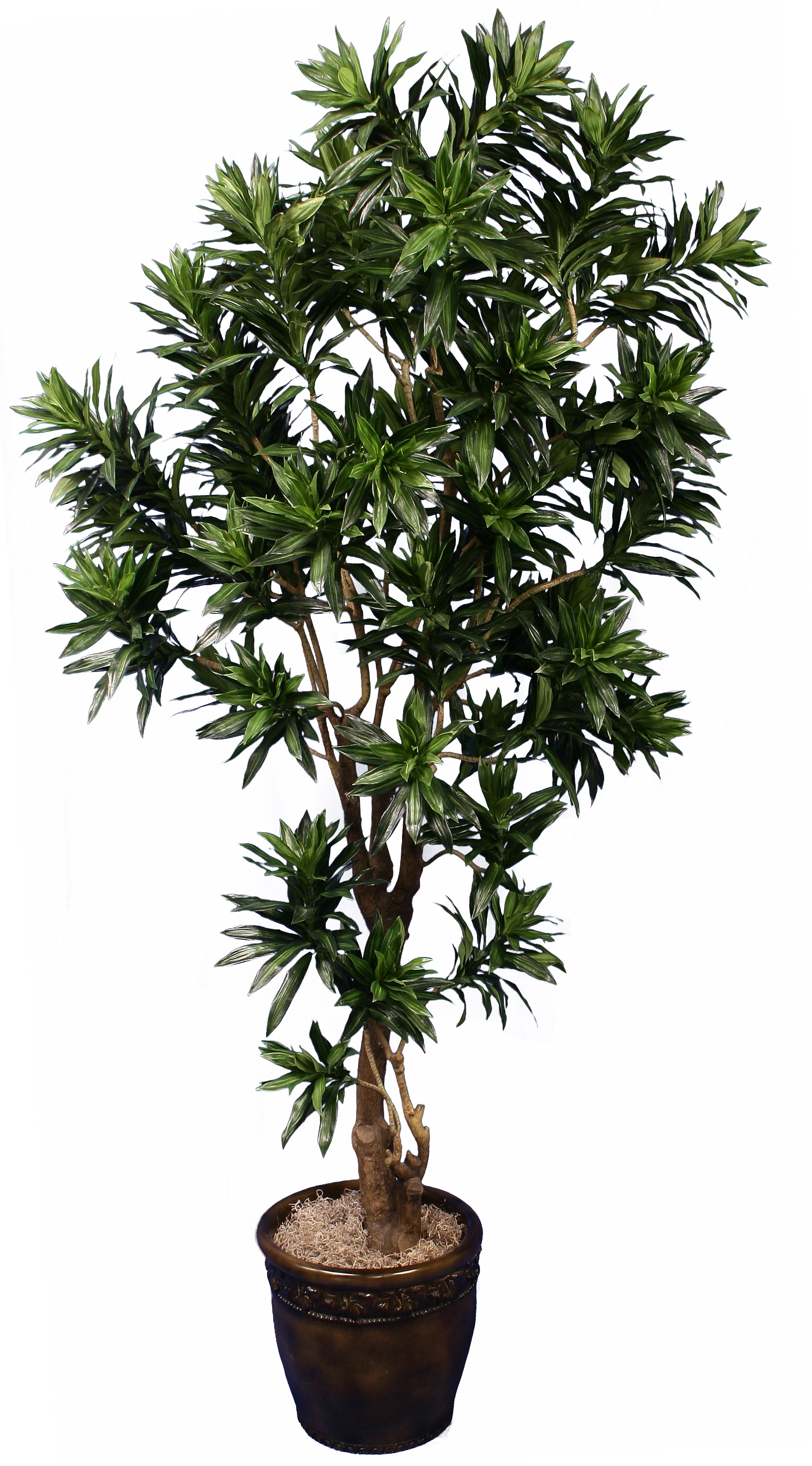 TSP 5040- Dracaena Reflexa