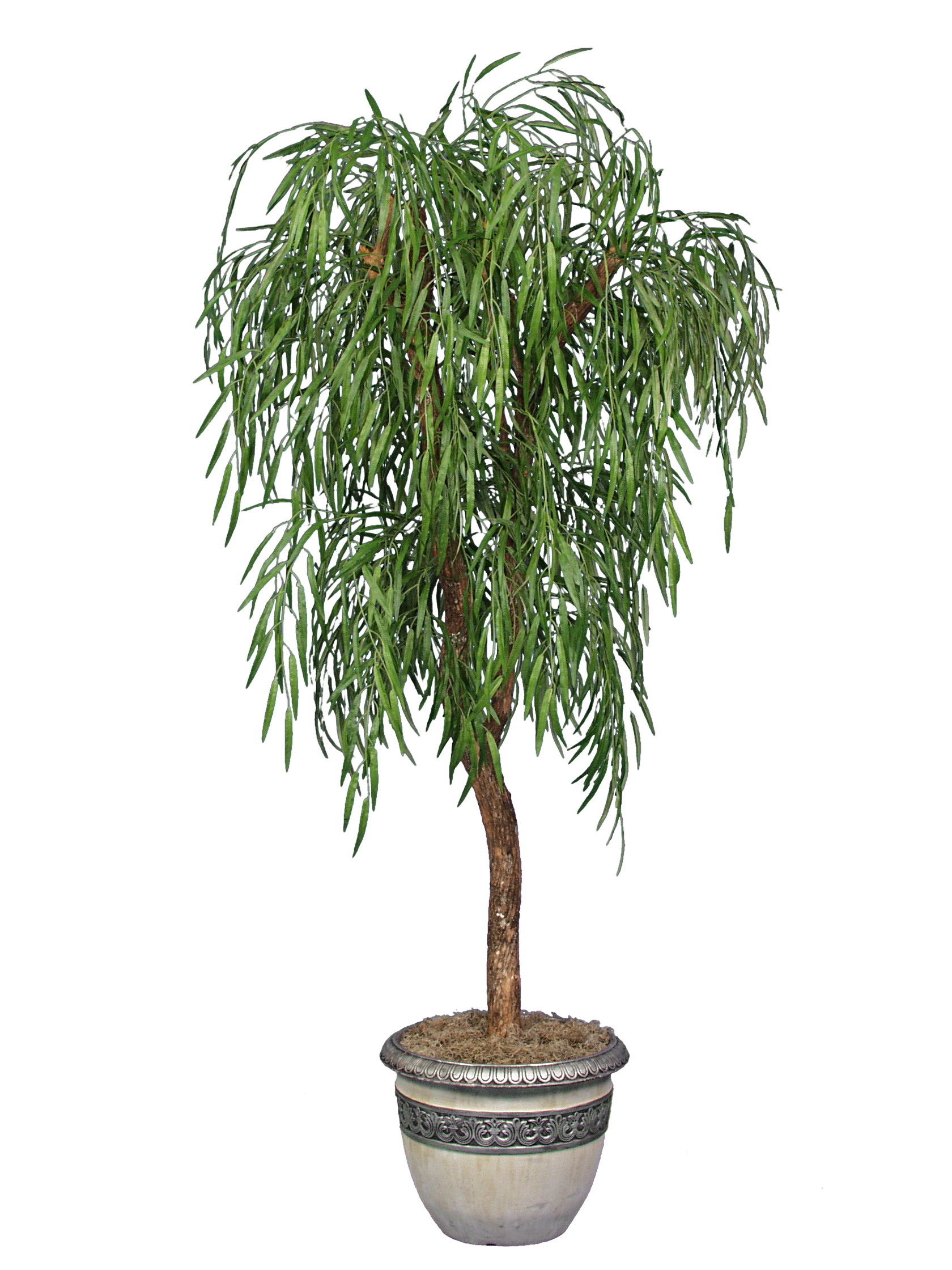 TSP 1423- Weeping Willow
