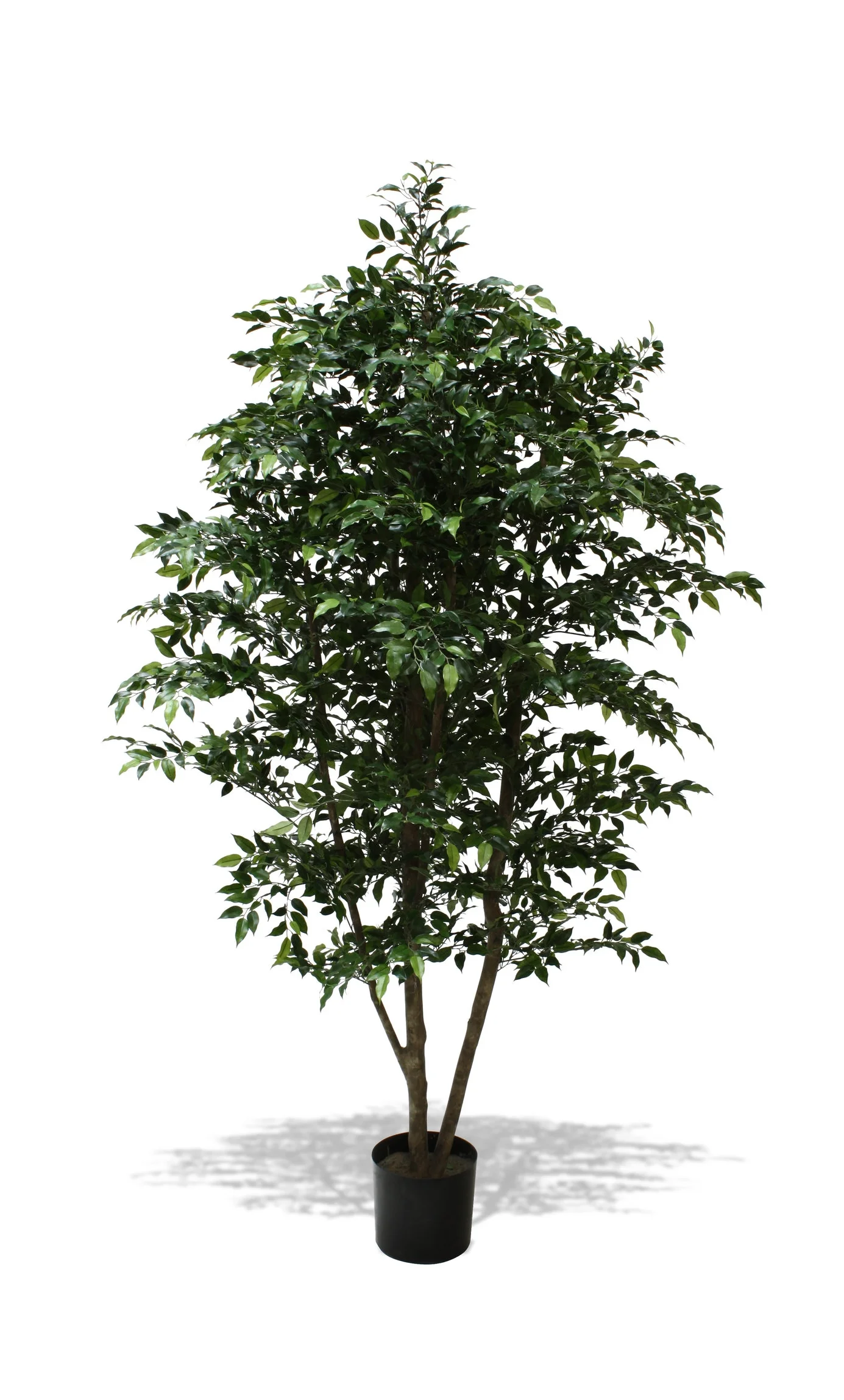 TSP 4444- Ficus