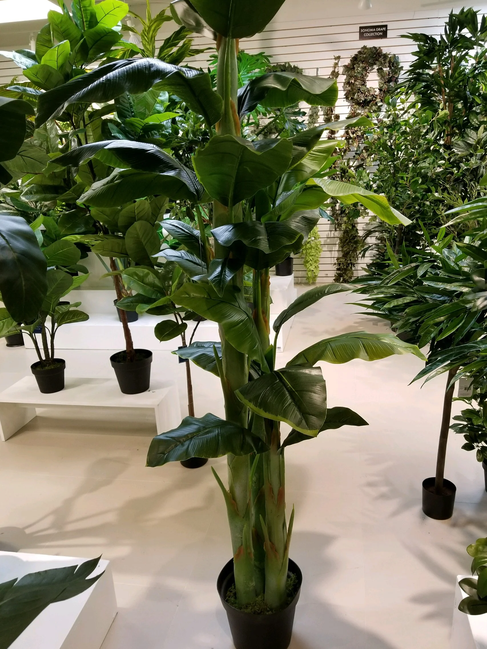 TPT 8904- Banana Palm