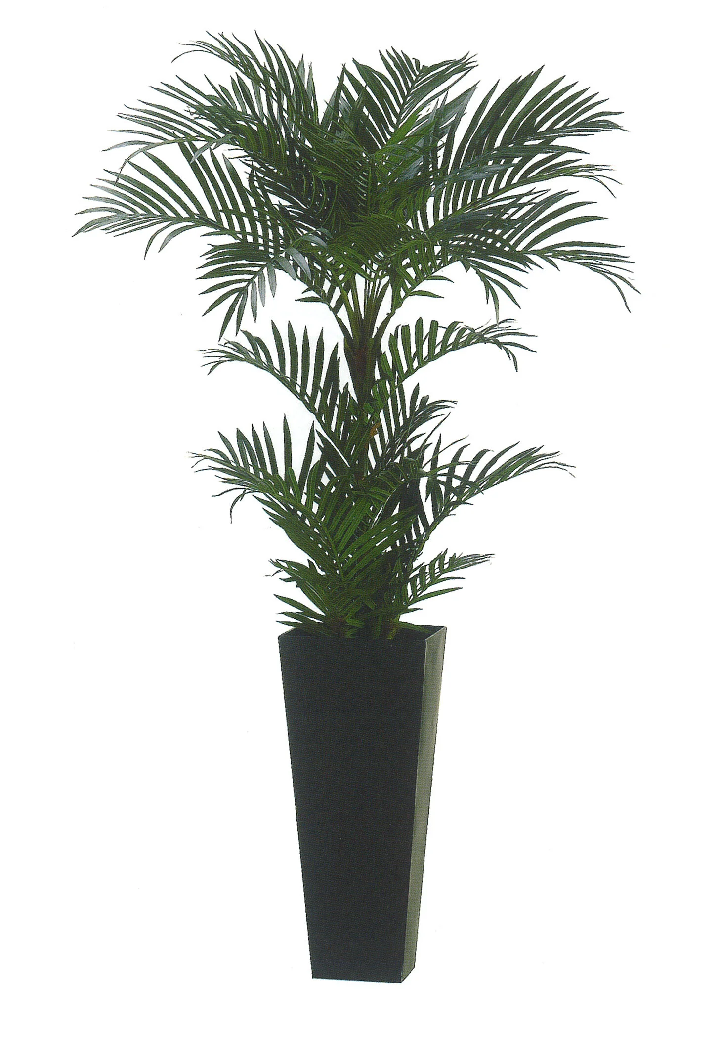 Areca Palm garden