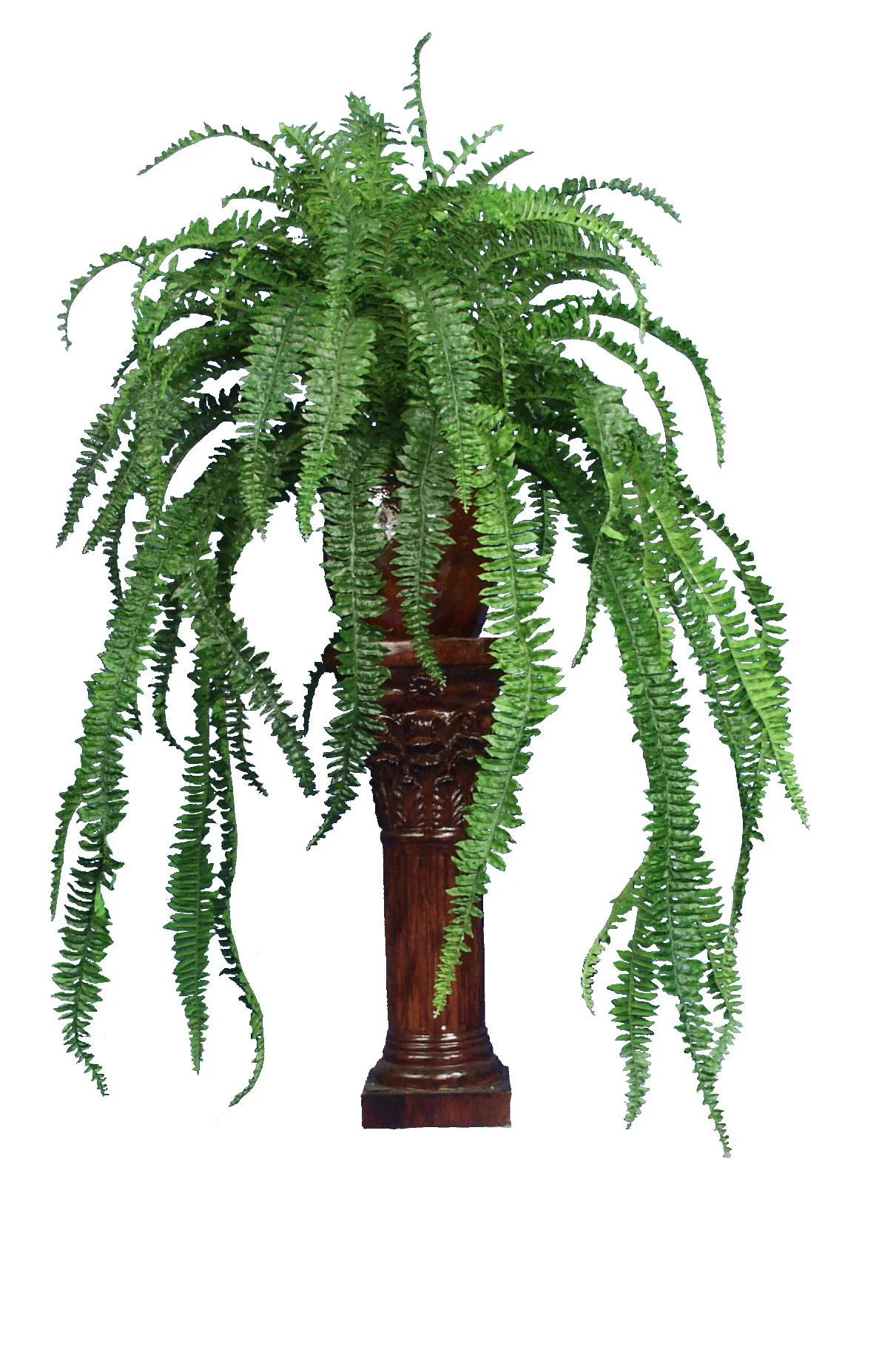Spanish Fern