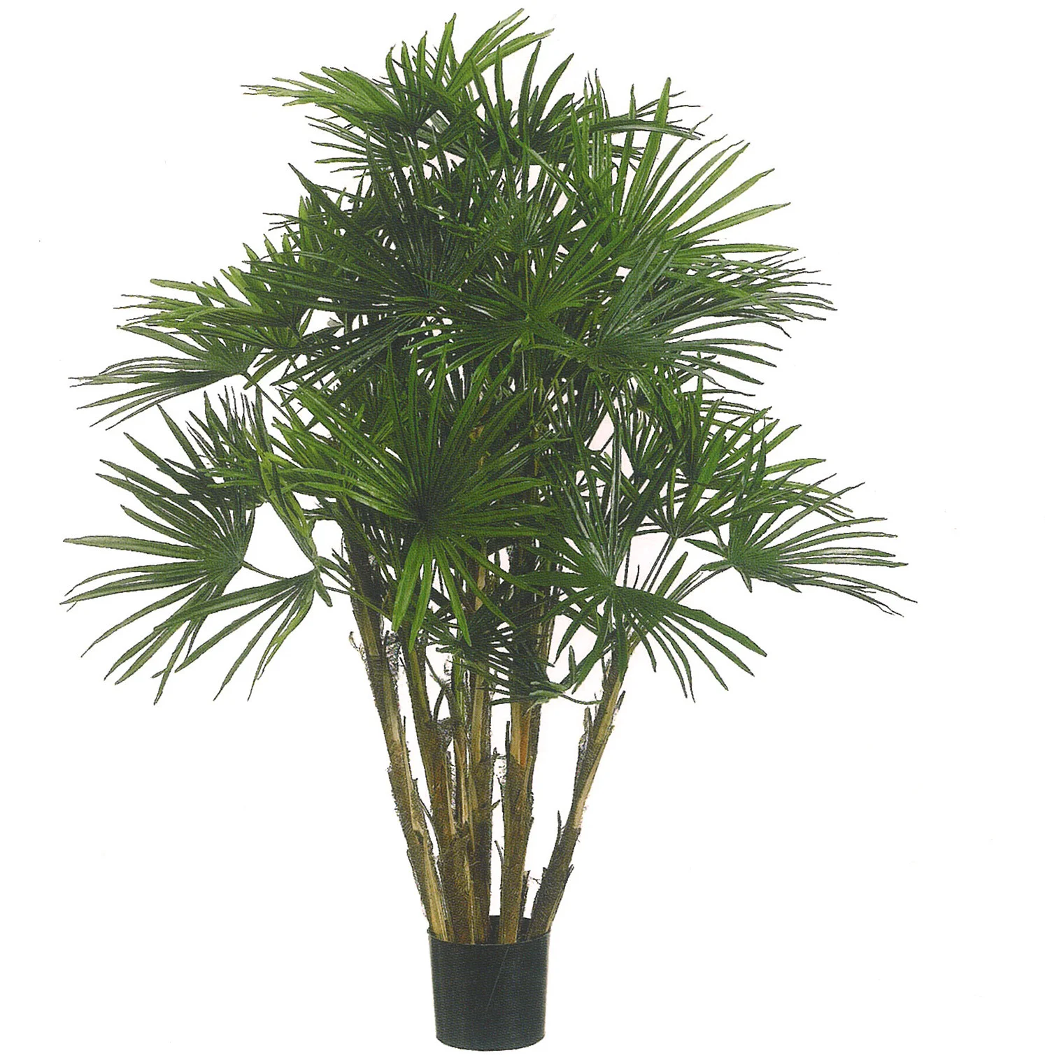 Palmetto