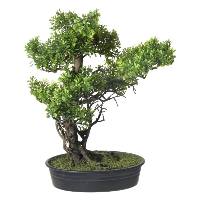 Bonsai