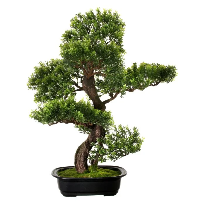 Bonsai
