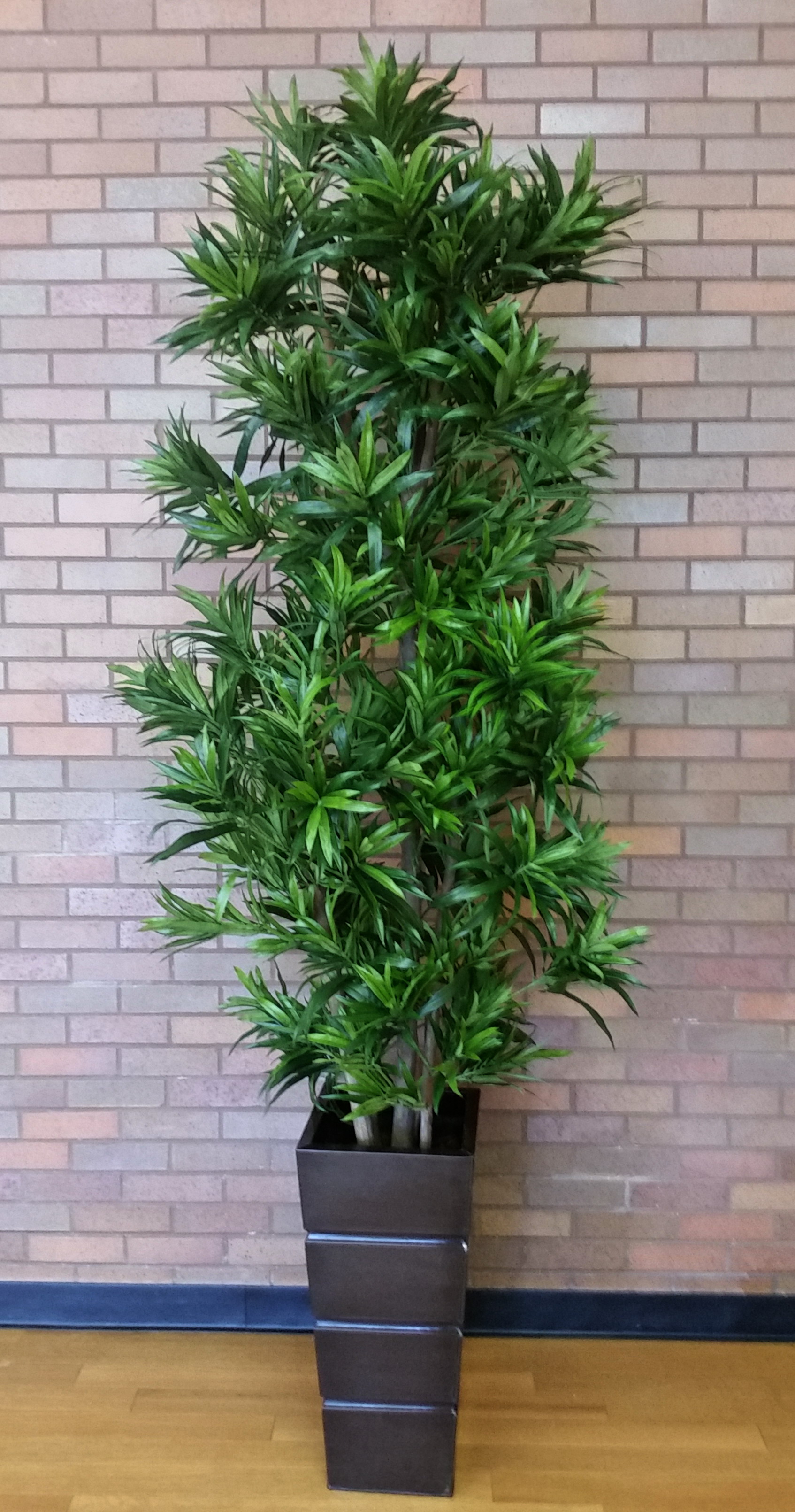 PL548 Dracaena Reflexa