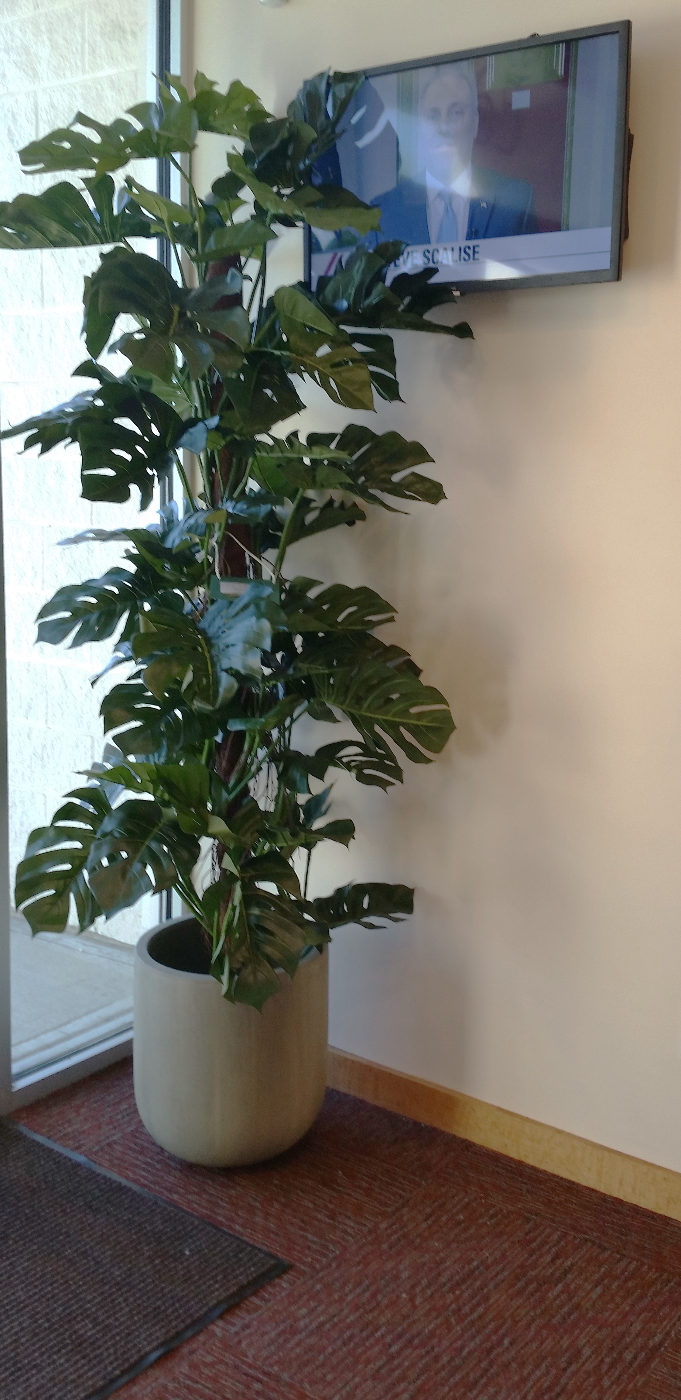 PL646 Monstera
