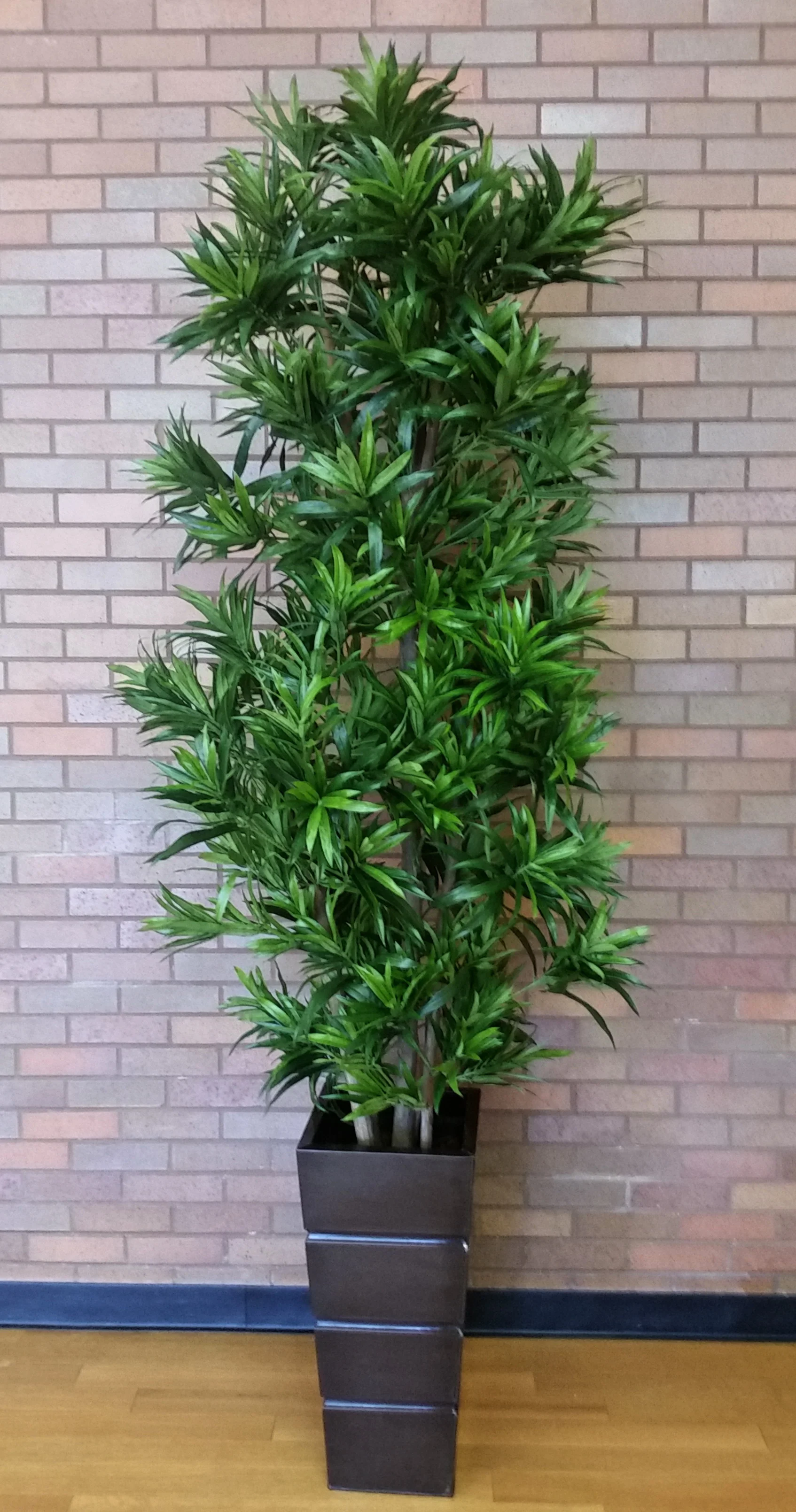 TCM 1578- Dracaena Reflexa