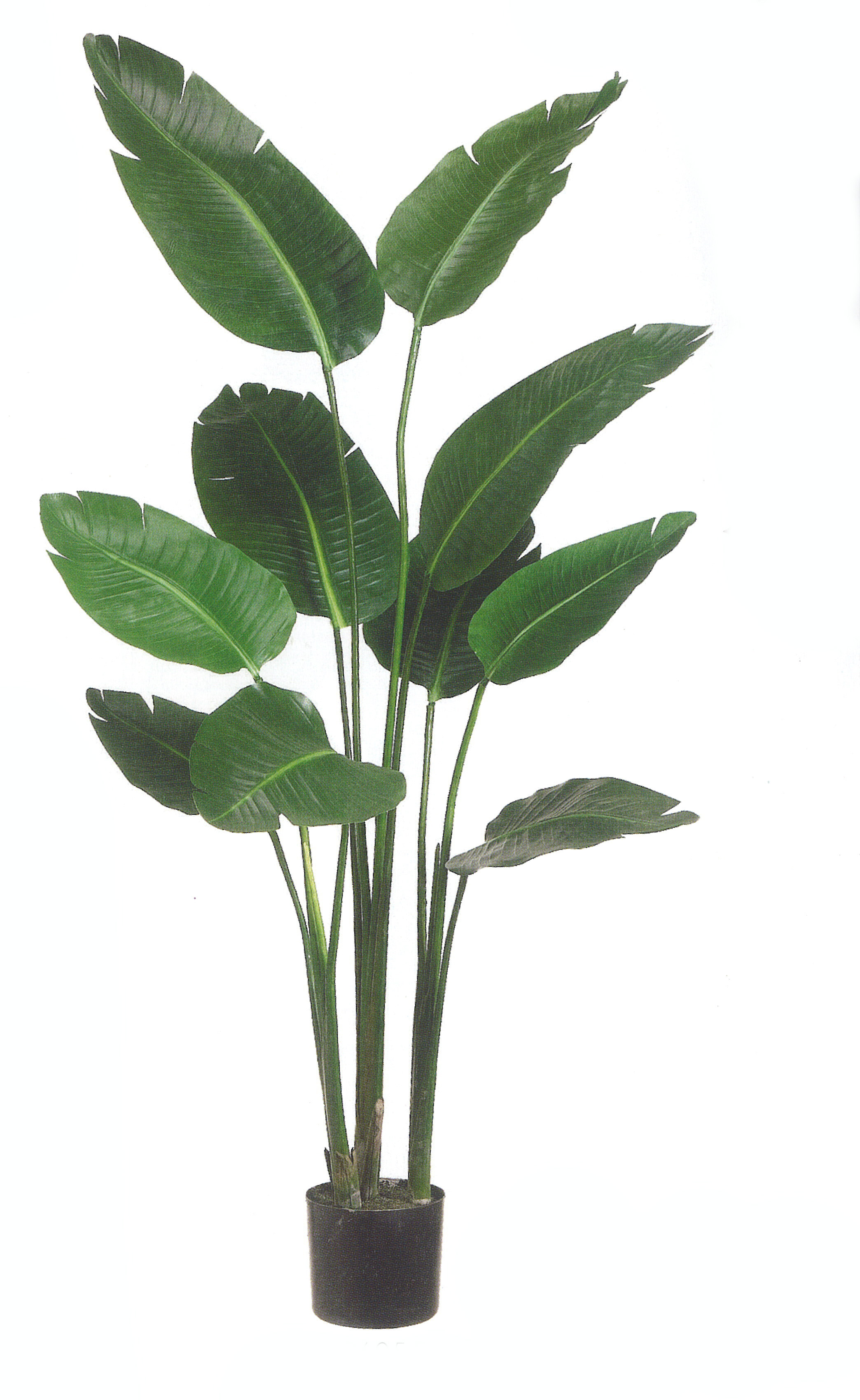 PL567 Traveller Palm