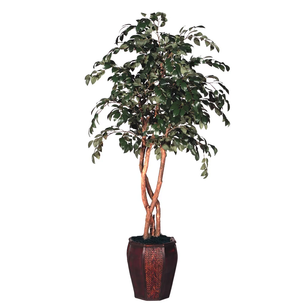 TSP 1345- Ficus