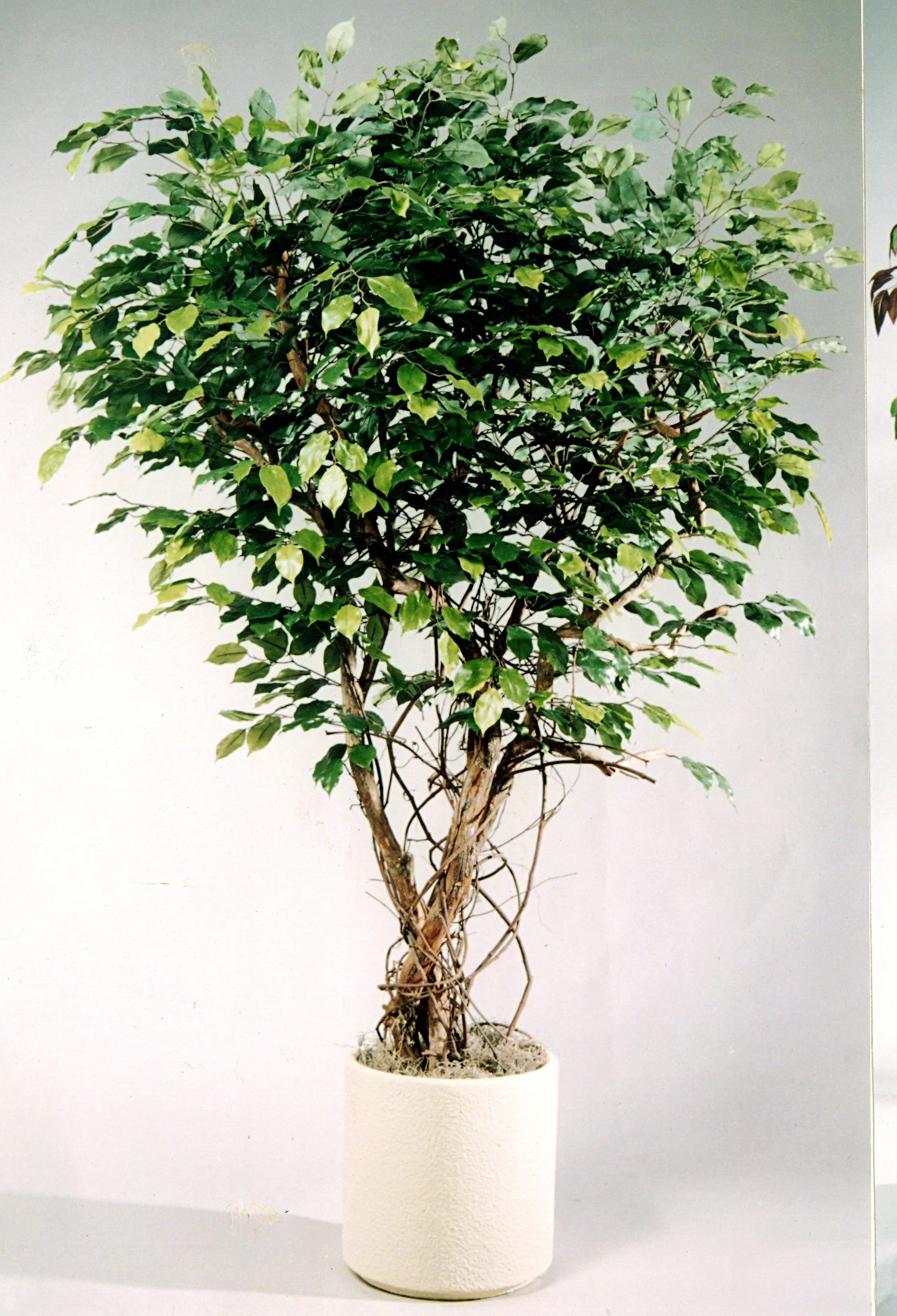 TPT 0898- Ficus