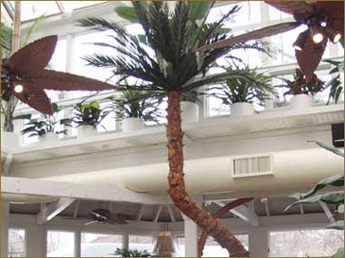 PL440 Washingtonia Palm