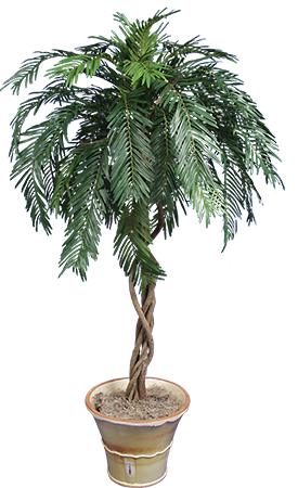 PL077 Cycus Palm