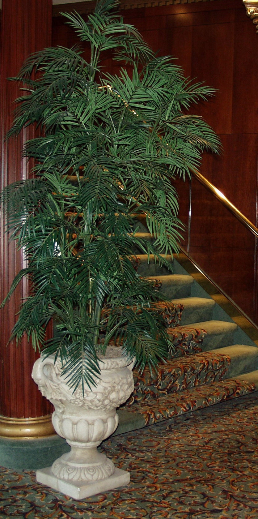 PL181 Areca Palm