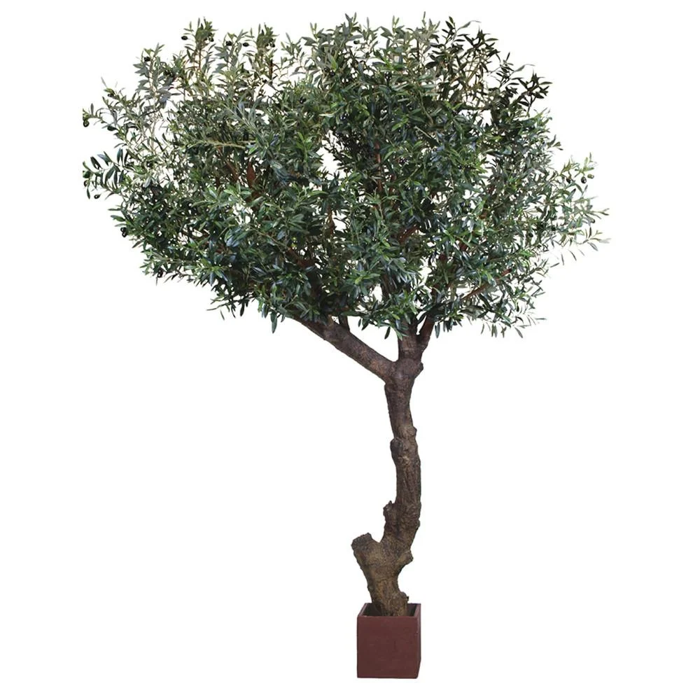 TSP 4143- Olive Tree