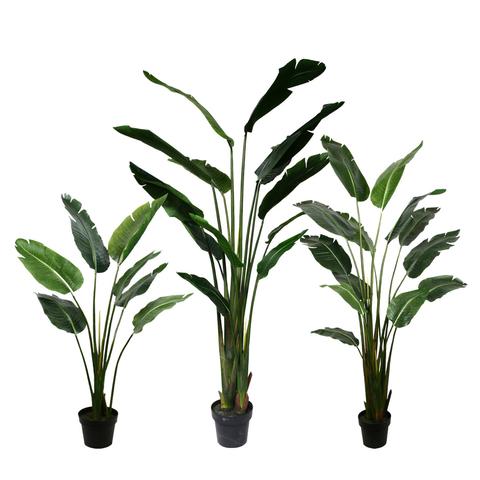 PL566 Traveller Palm