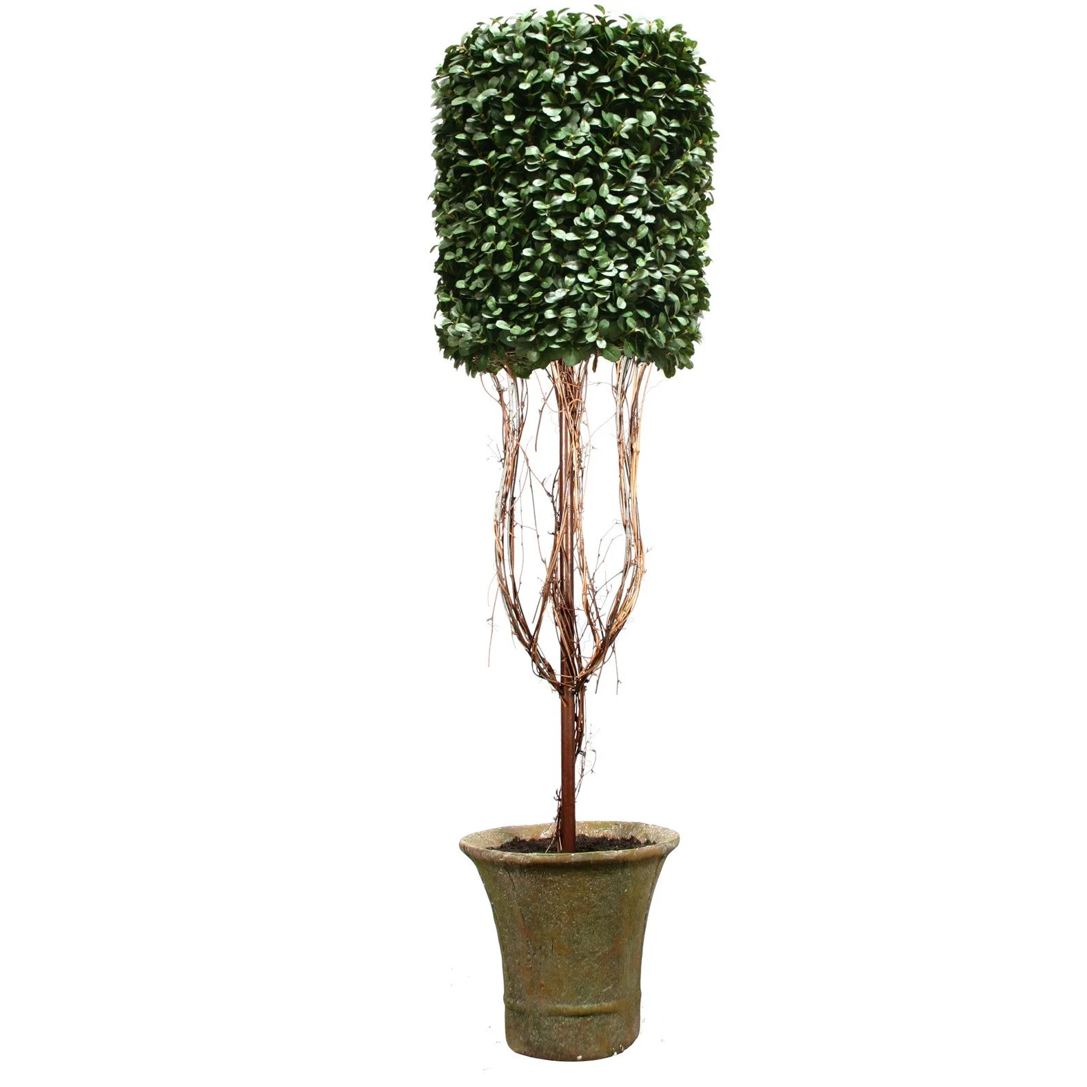Outdoor Boxwood & Shrubbery (UV*) — SILK TREES